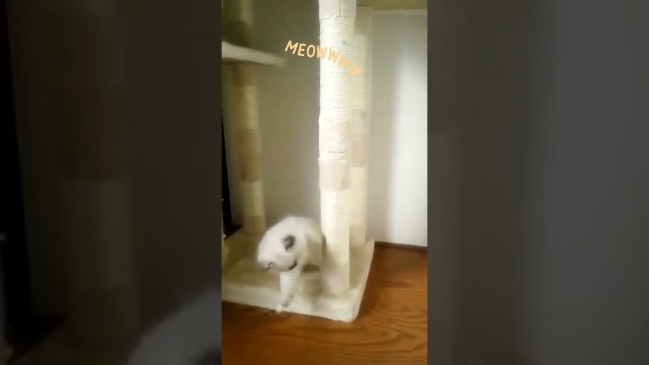 @Cute Kitten…子猫パンチ🐱 #shorts #ねこ #子猫 #猫パンチ #ヒマラヤン #cat #catlover #kitten #himalayan