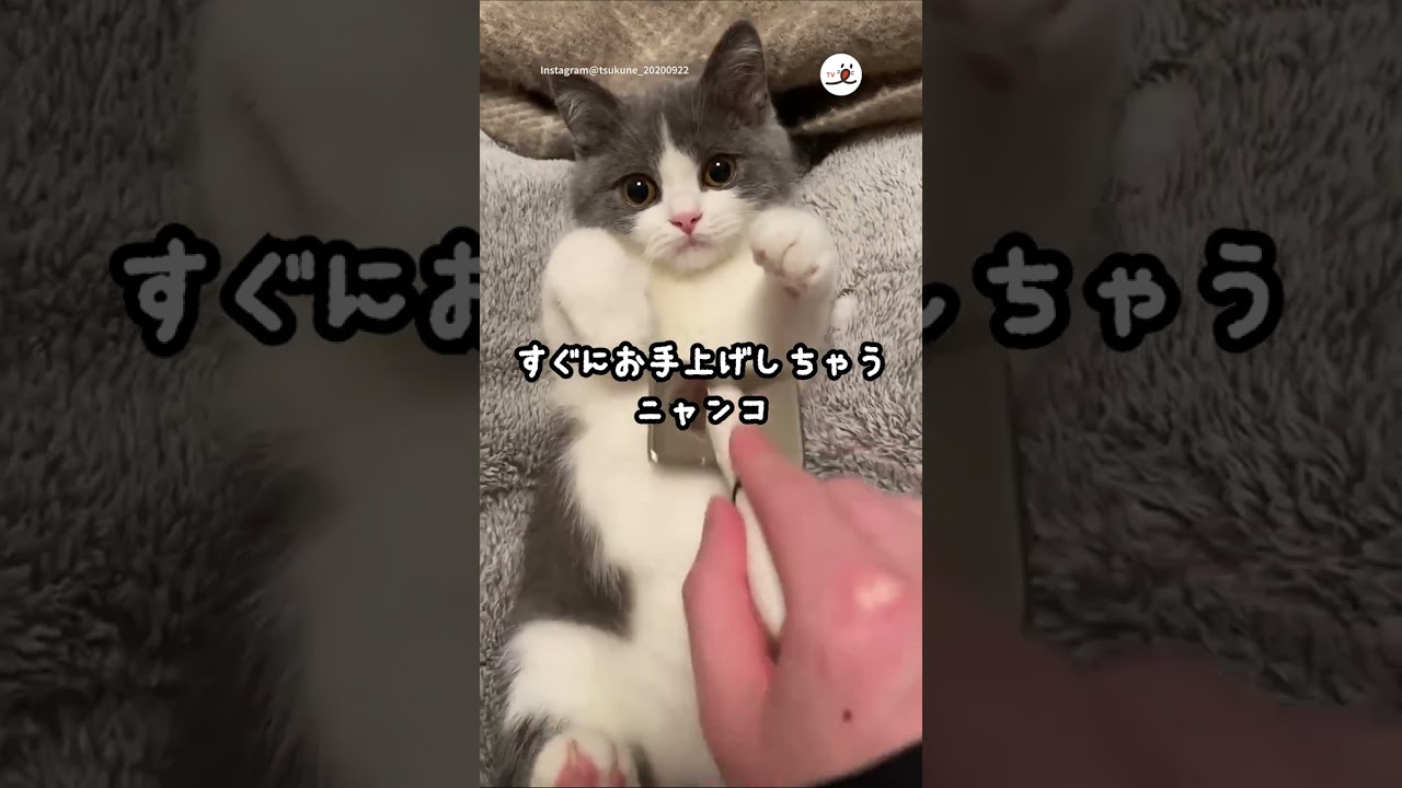子猫がお手上げ状態に…♡｜PECO