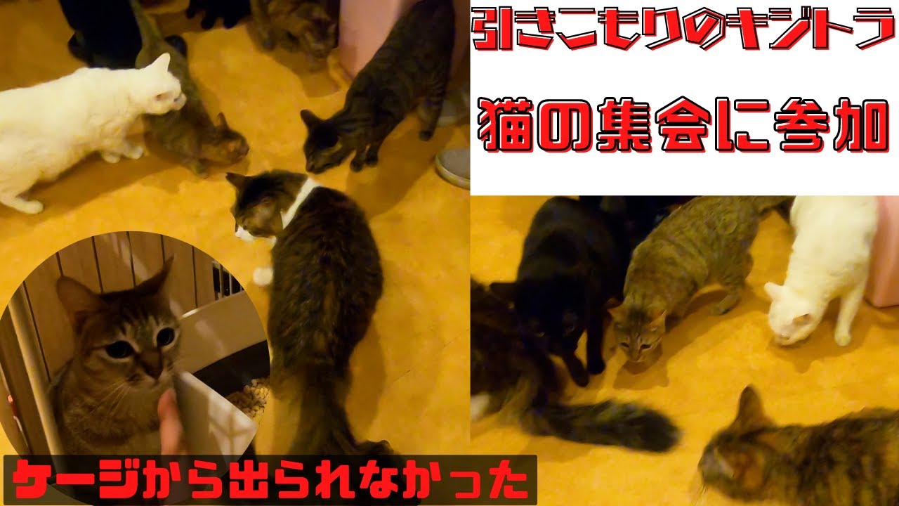 引きこもりだったオシキャットに似たキジトラ　ケージから出て猫の集会に参加できました（保護猫カフェ猫の恵庭）難波　Antisocial brown tabby cat attends cat rally