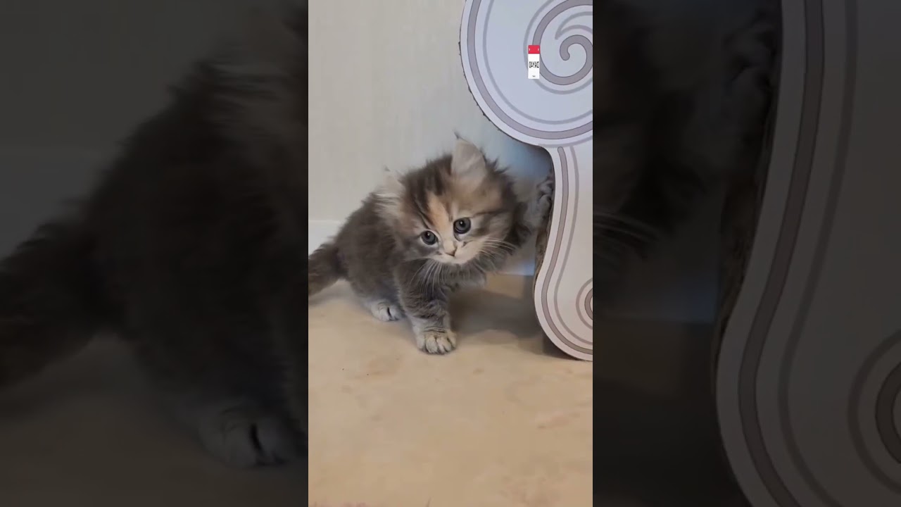 【キンカロー子猫】人気のブルークリーム♡優しいカラーのふんわりゆるカール耳女の子【2022年12月16日】