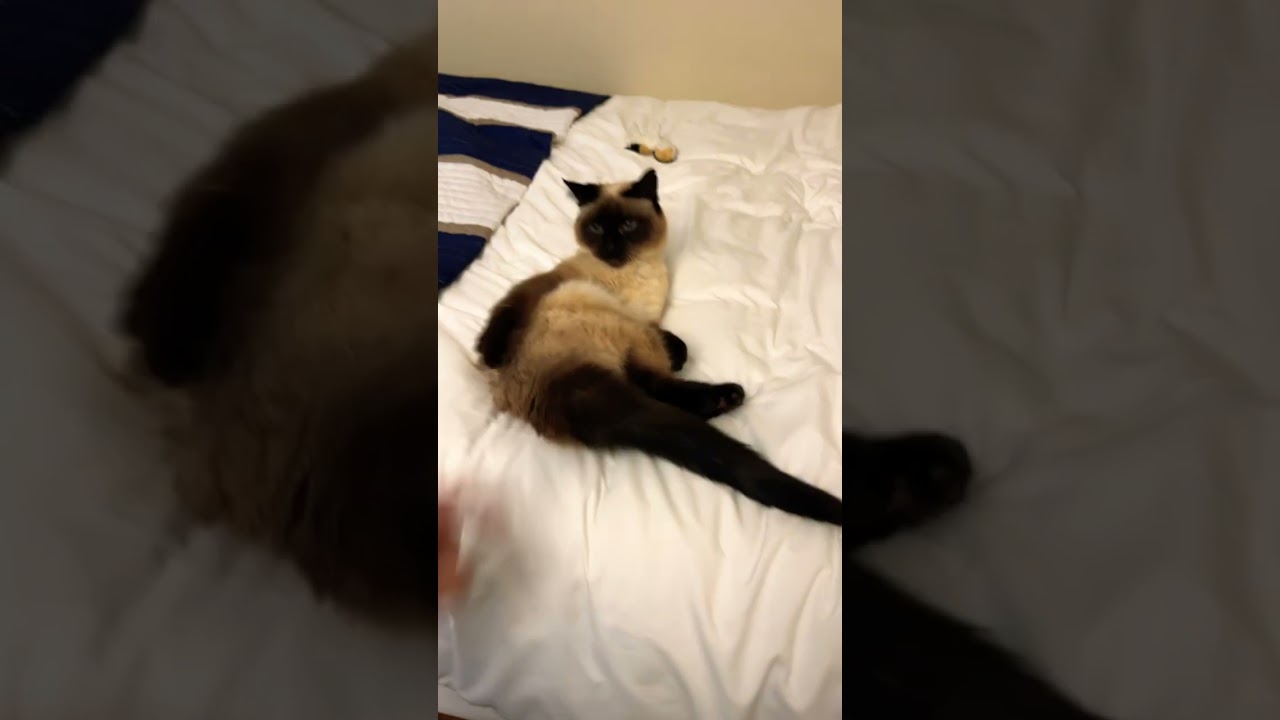 猫のおしりをプニっとつっついてみた