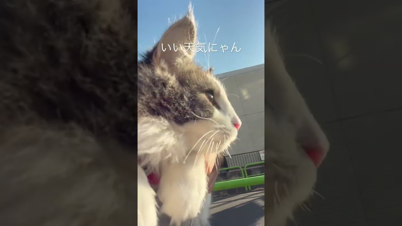 快晴でご機嫌なリキ #ノルウェージャンフォレストキャット #猫とお出かけ