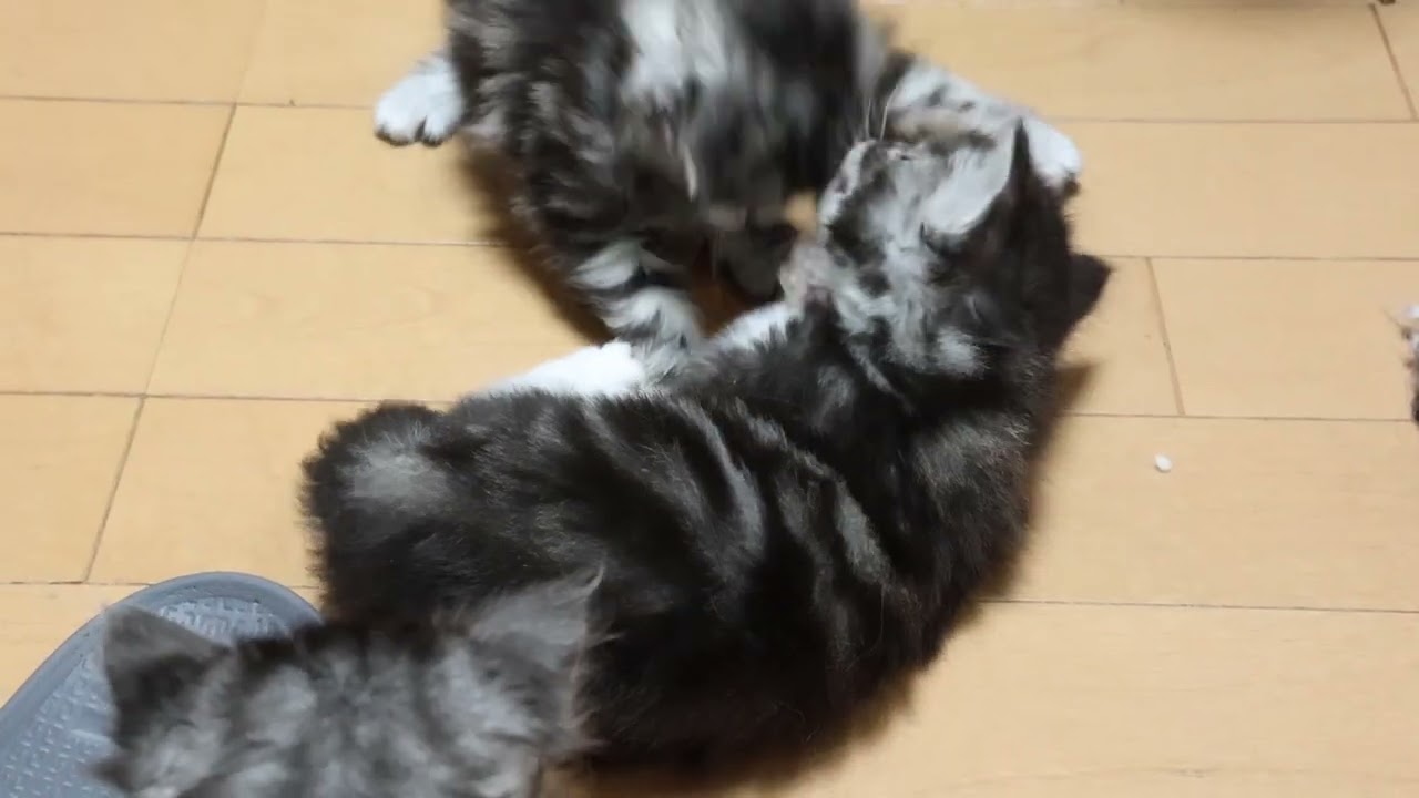 ゴロンゴロンしているメインクーンの子猫たち