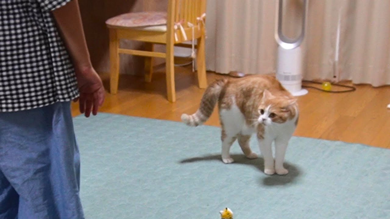 次女の帰宅で「やんのかステップ&大興奮」になった猫【スコティッシュフォールド】【アビシニアン】