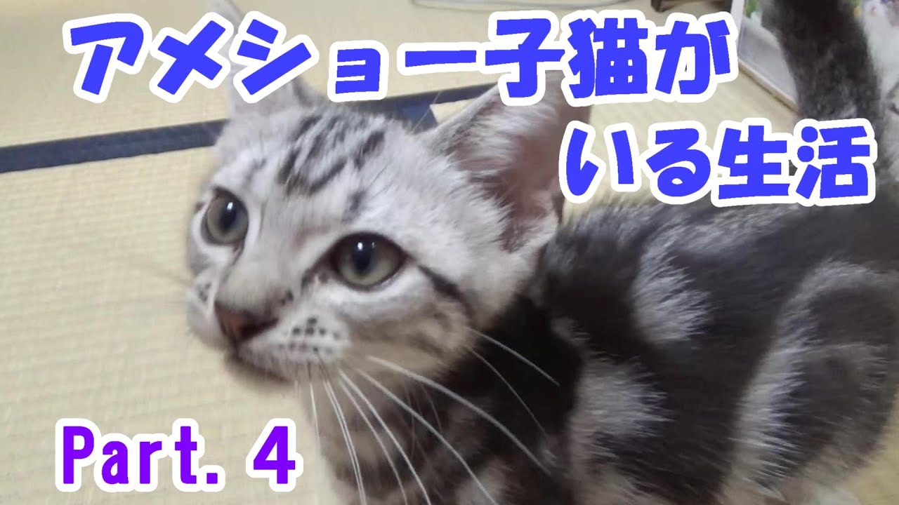 アメショー子猫のいる生活Part4　（アメリカンショートヘア）