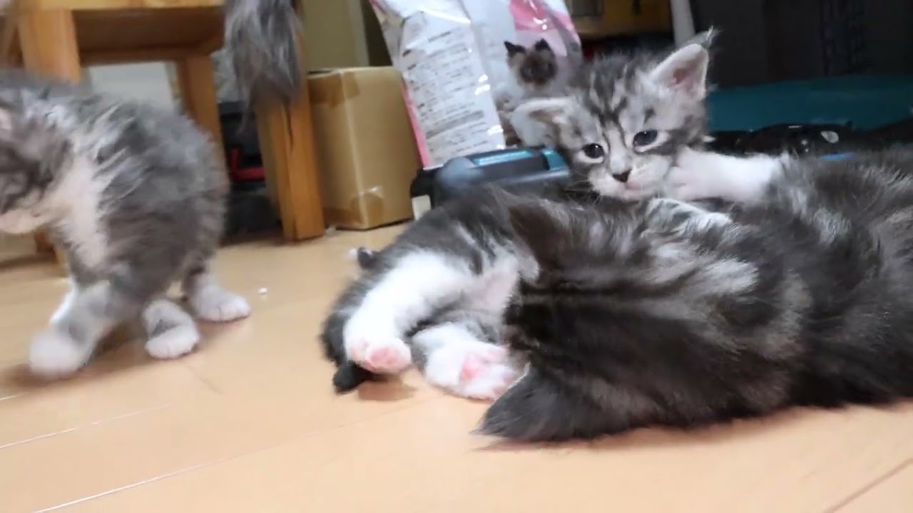 ゴロンゴロンしているメインクーンの子猫たち