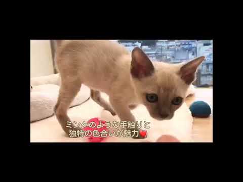 312010　トンキニーズ　男の子　毛色：プラチナ&ソリッド　2021.1.26生まれ　埼玉県　はじめまして！ぼくトンちゃん♪