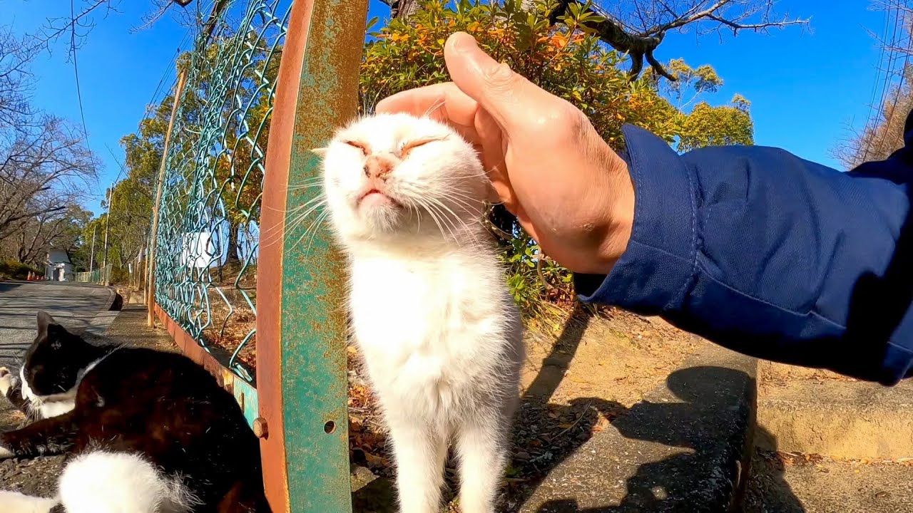 植込みの中に子猫がいたのでそ～っと近づいてナデナデしてきた