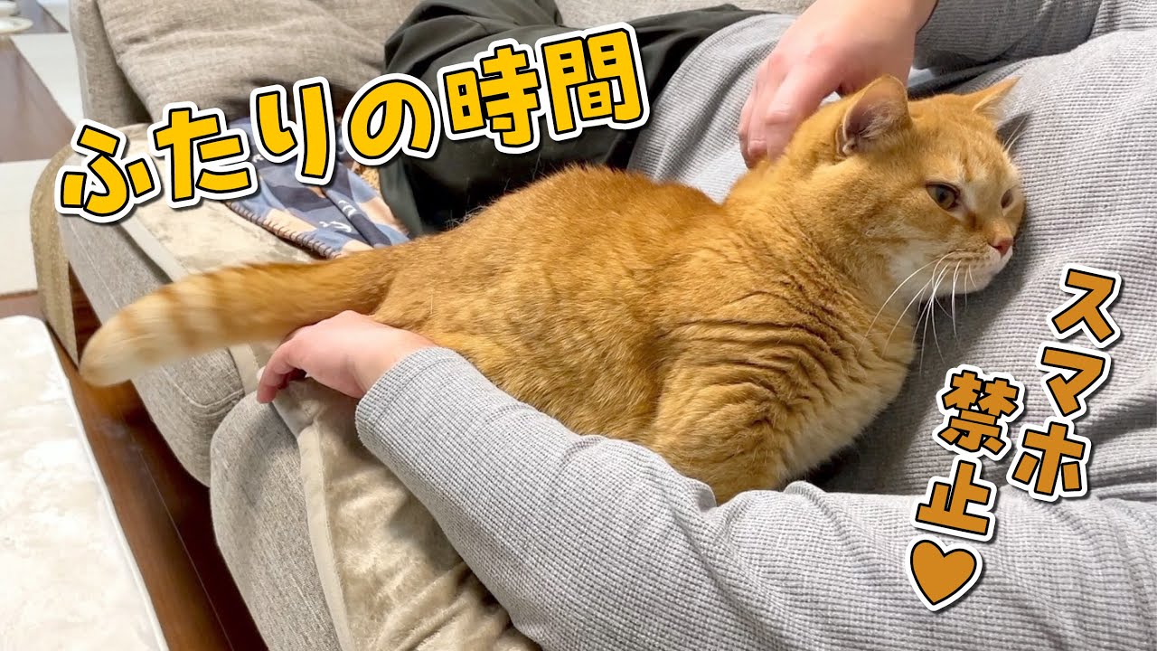 ふたりきりになると愛情重めで甘える猫が可愛すぎる！