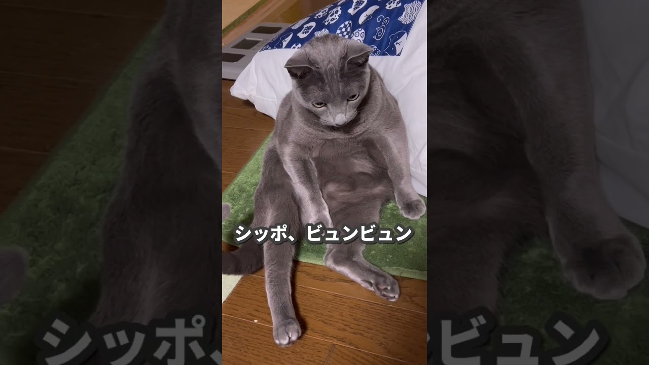 【ロシアンブルー】めろん、またこの座り方してます😂【猫】#shorts