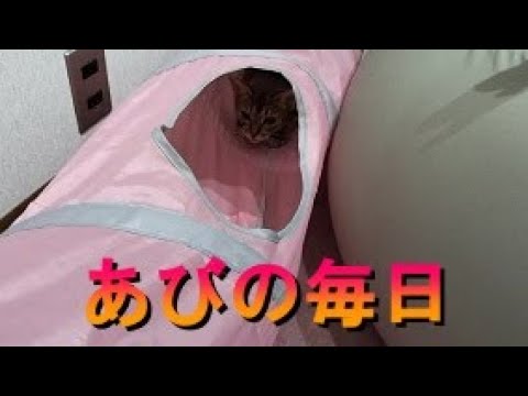 ネコ動画あび＃300　あびの毎日　アビシニアン　あび