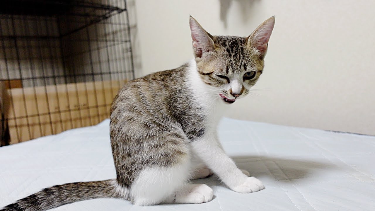 避妊手術した子猫の食欲が戻り元気が出てきました