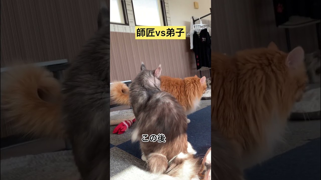 【メインクーン】師匠vs弟子メインクーン男子の闘い　#メインクーン #猫動画 #茶トラ #ブラックスモークタビー