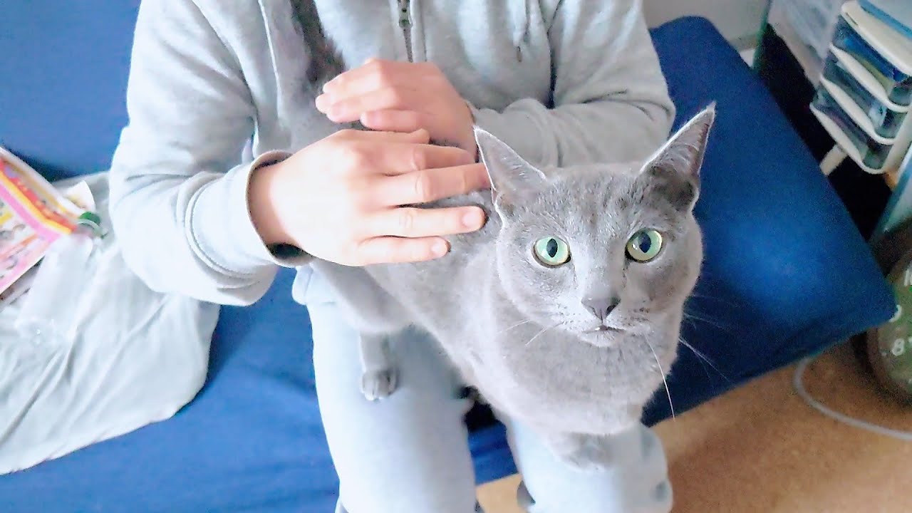 【猫動画】ロシアンブルーが嫁に訴えたかったことは……【russianbule】What the Russian Blue wanted to appeal to the owner's wife...