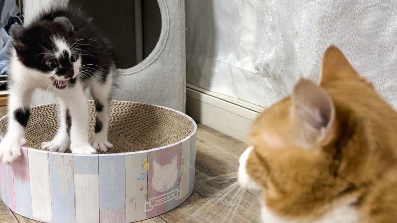 先住猫に何度も猛烈威嚇をする子猫＆猫が猫じゃらしで子猫をあやす♪ 生後45日の子猫【お盆3兄妹#35】ぽっちゃり猫専門店にゃんこの宿 A kitten threatens an adult cat.