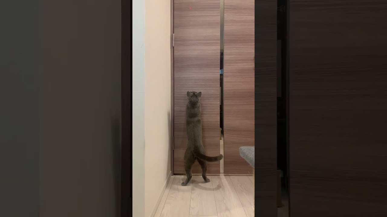 これが猫のジャンプ力だ！ #ロシアンブルー #ソマリ #しっぽ吸い