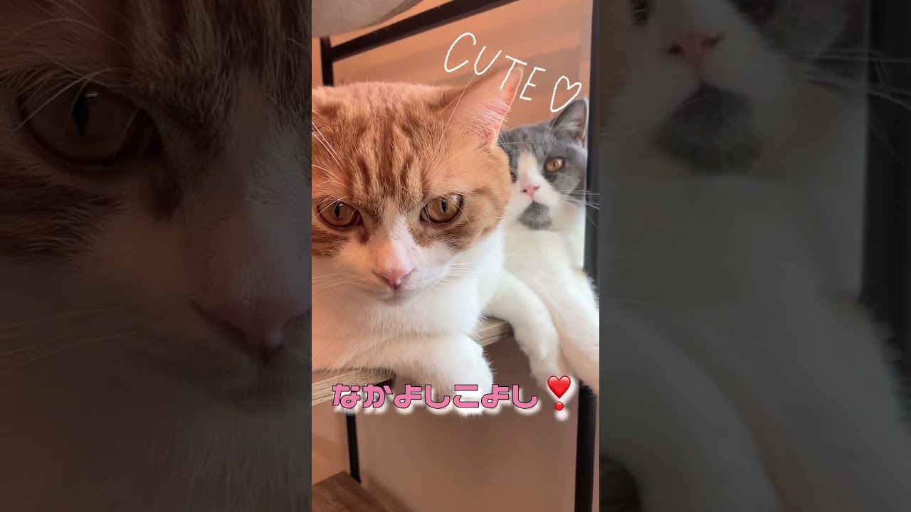 可愛いふたり❤️ #shorts#猫動画#癒し#仲良し#スコティッシュフォールド #ブリティッシュショートヘア