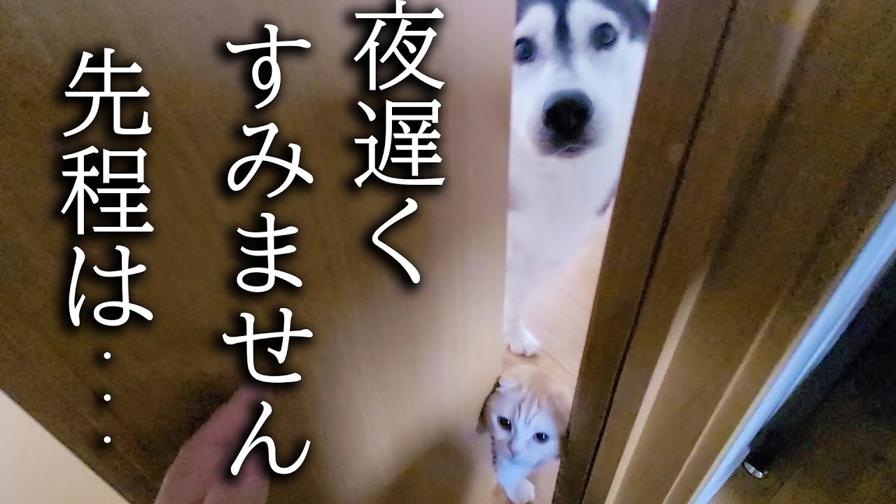 カーテンを破って正直に謝罪しにくる子猫とハスキー犬がかわいすぎました…