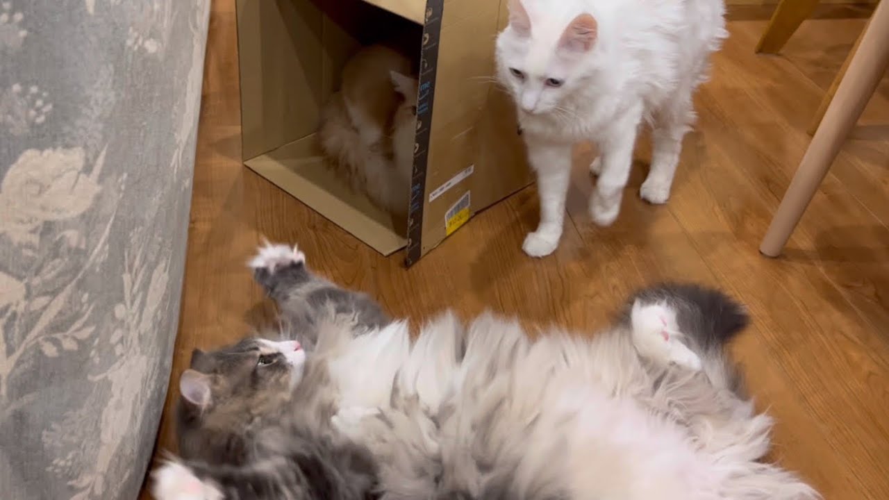 【猫パンチ】今日も段ボールで遊ぶよ〜♪ターキッシュアンゴラとノルウェージャンフォレストキャット❤️