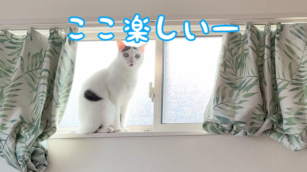 封印してた場所を開放したら猫ホイホイになりました