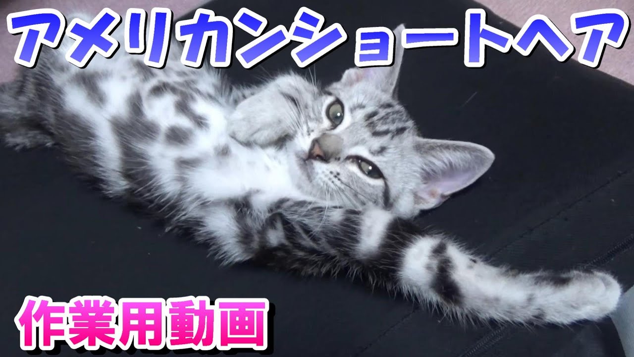子猫のアメリカンショートヘア（作業用猫動画）