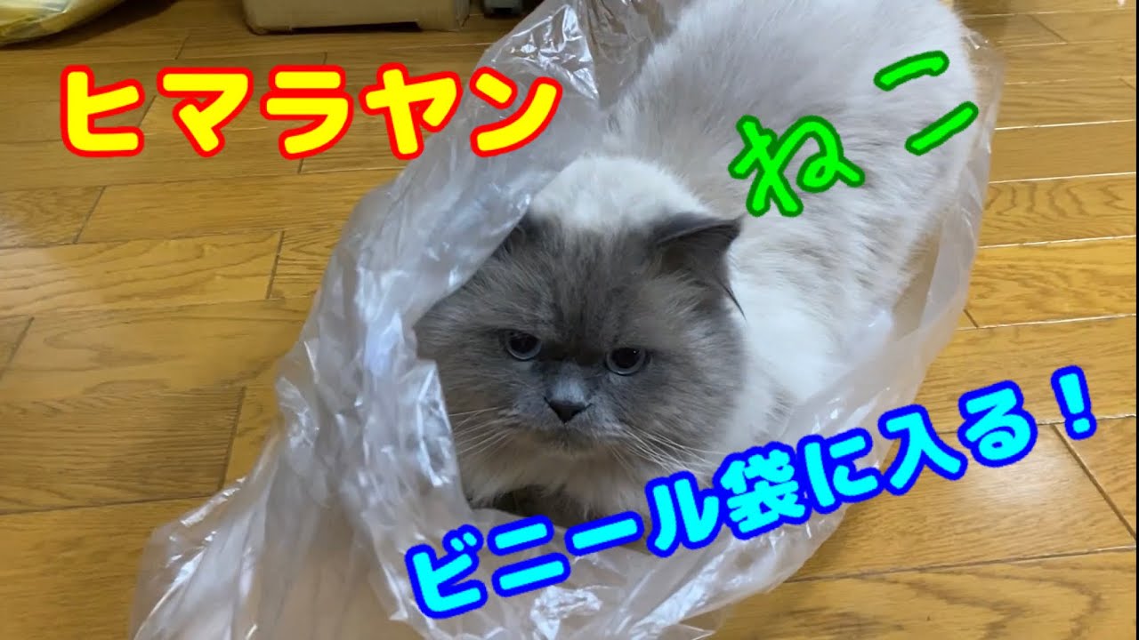 【cat & dog】ピニール袋に入りたがるヒマラヤン