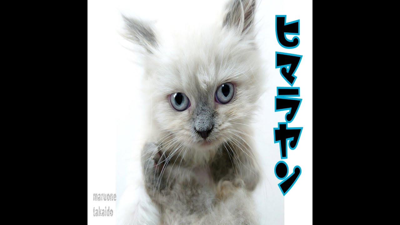 【ヒマラヤン】大好きなボール遊び