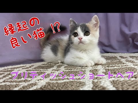【ブリティッシュショートヘア子猫】三毛猫は縁起の良い猫と言われています。