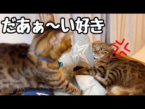 嫁ストーカーが激化してもはやモラハラな夫猫