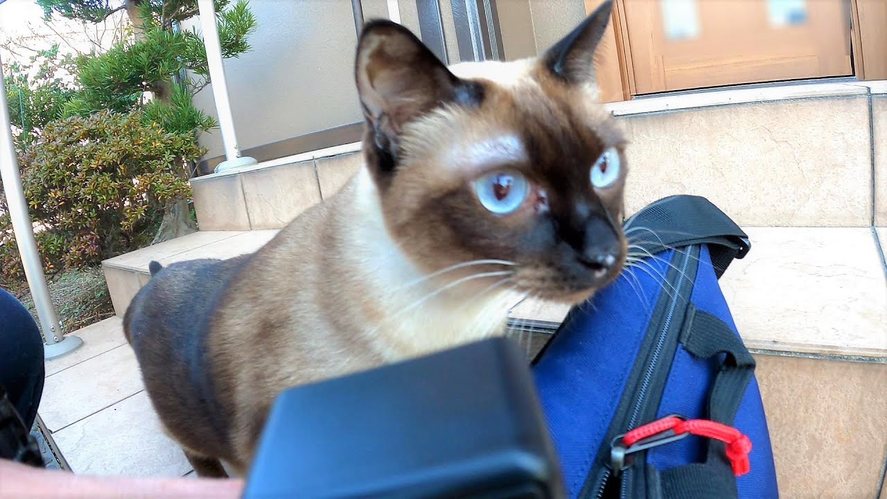 外出する時になんと外まで見送りに来てくれたシャム猫😙