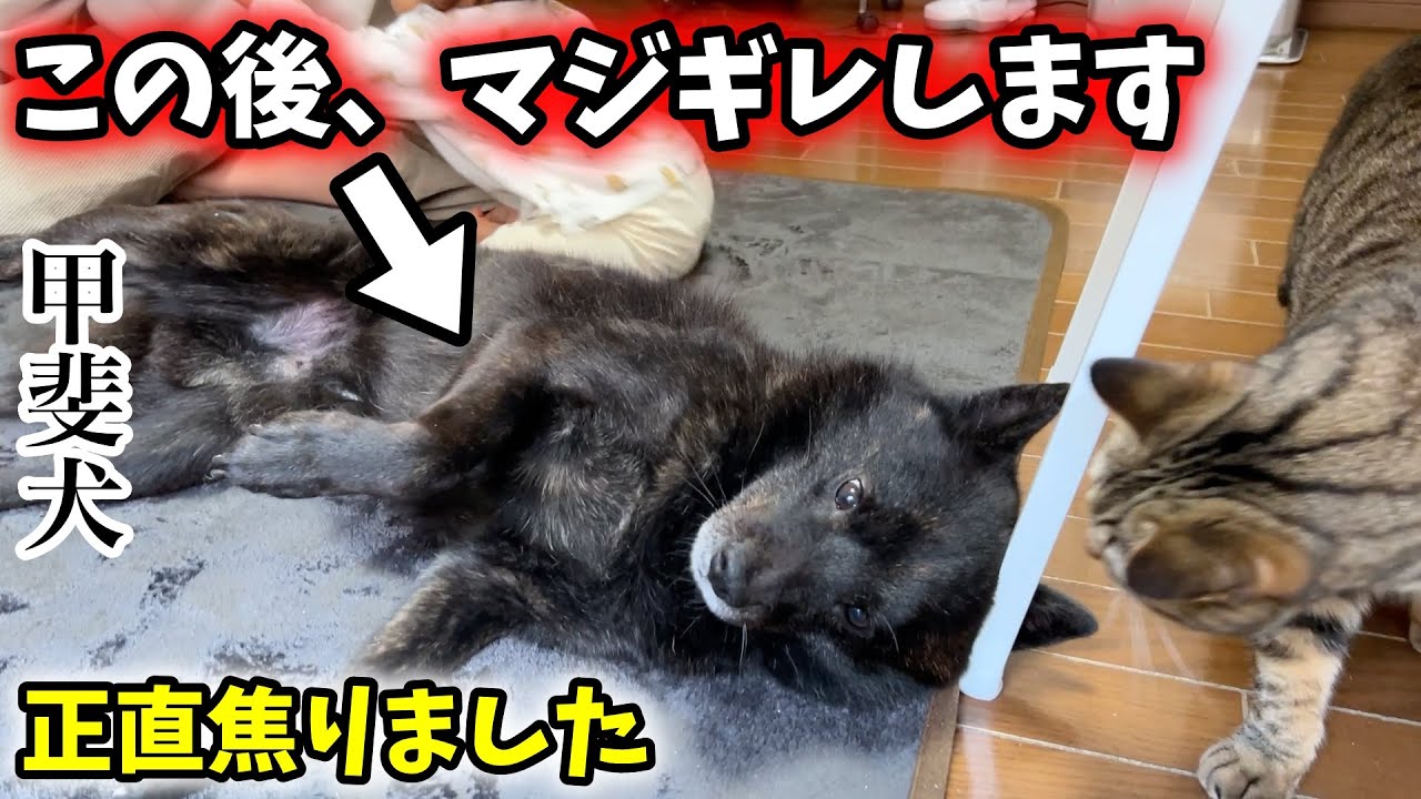 甲斐犬と猫と娘で遊んでたら大変なことになった