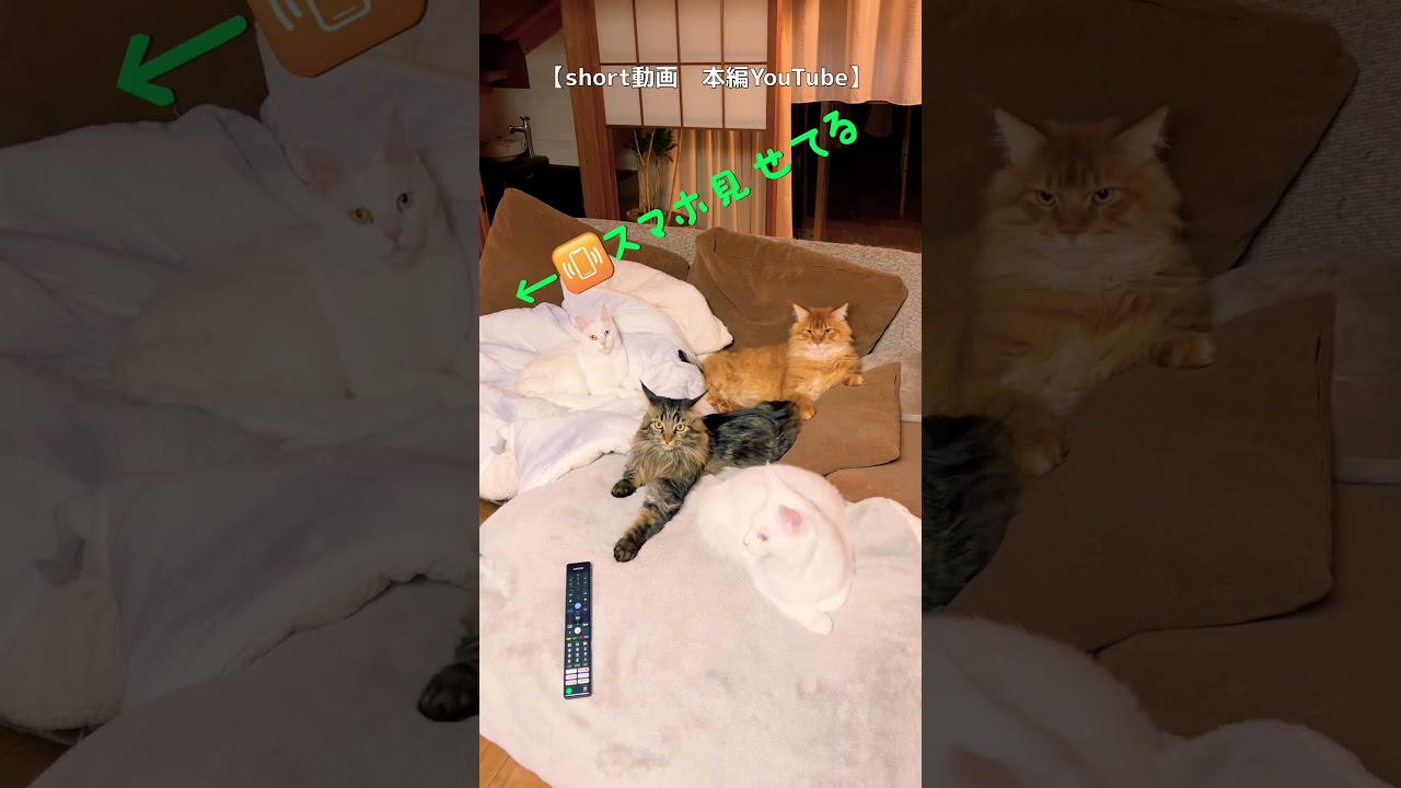 ノラ猫　ボス虎vs白黒　仲悪すぎる件について注意喚起