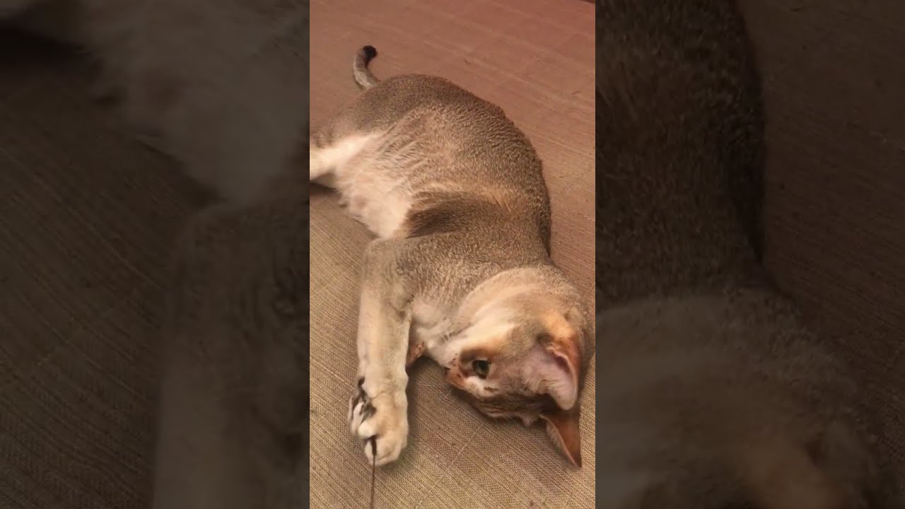 おもちゃがなかなか掴まらないシンガプーラなのにゃ♪