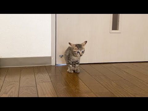 子猫が突然怒り出した理由がかわいい