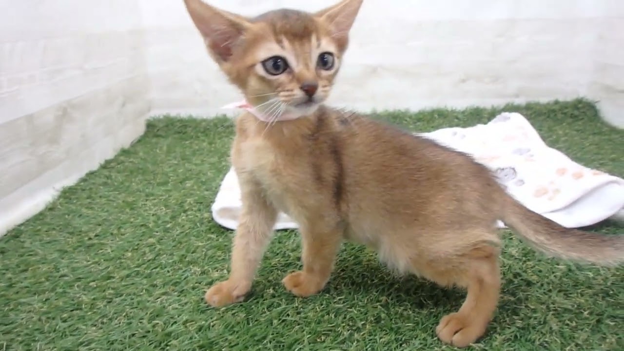 00601985 アビシニアン