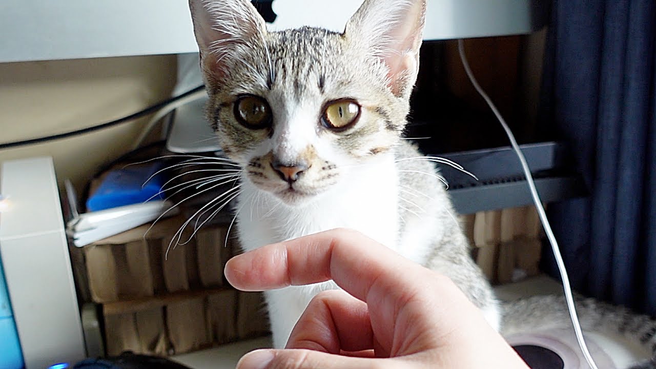 避妊手術後の子猫が少し回復してきました