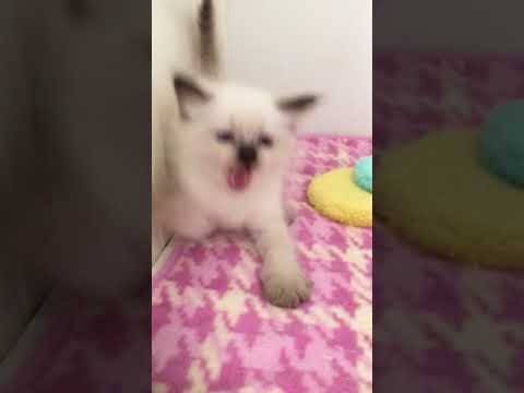 シールポイントのヒマラヤンの子猫