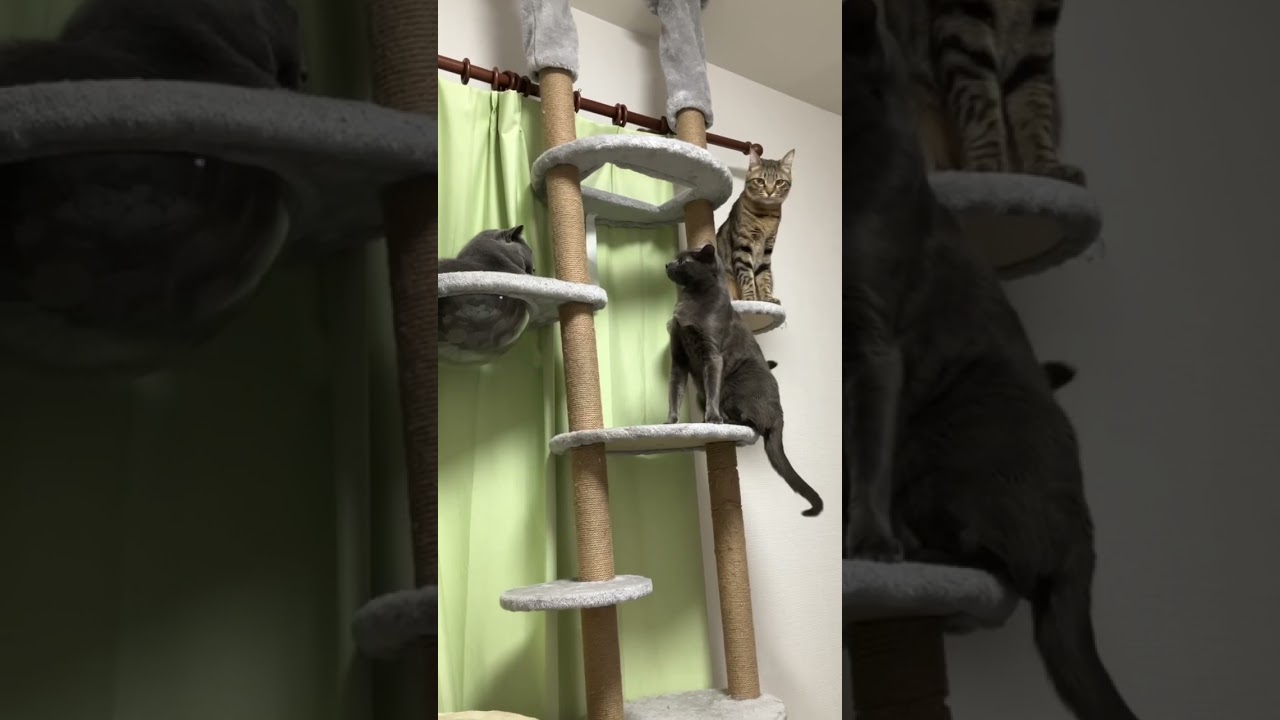 猫と猫と猫 #猫 #ブリティッシュショートヘア #shorts