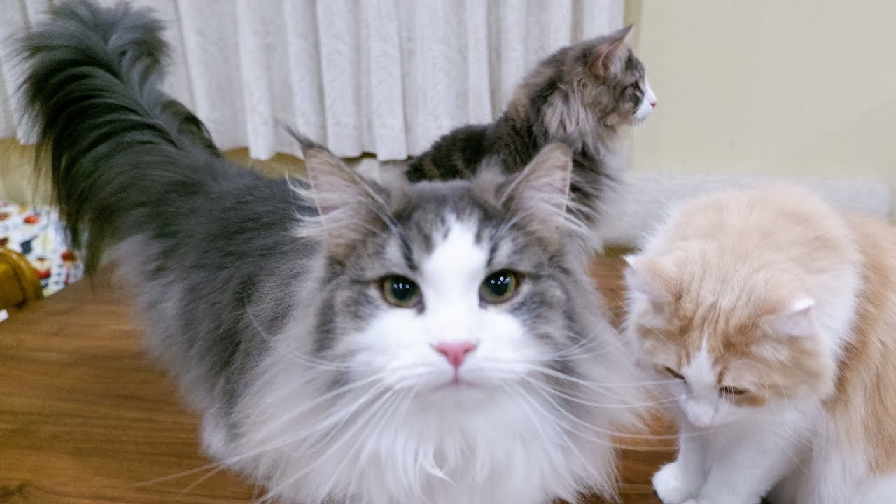 【かわいい❤︎】今日も箱であそぶにゃん♪可愛いノルウェージャンフォレストキャットたち