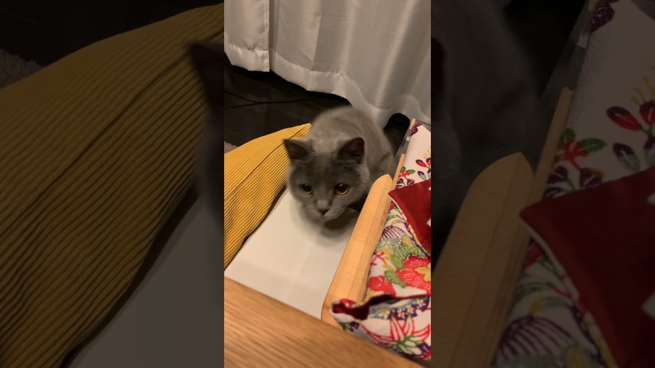 なんとも言えない表情で見つめてくるねこ【シャルトリュー/Chartreux cat】#shorts