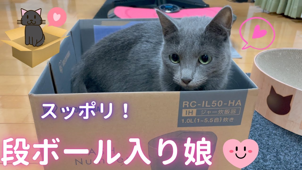 段ボール入り娘❤️な猫（ロシアンブルー）