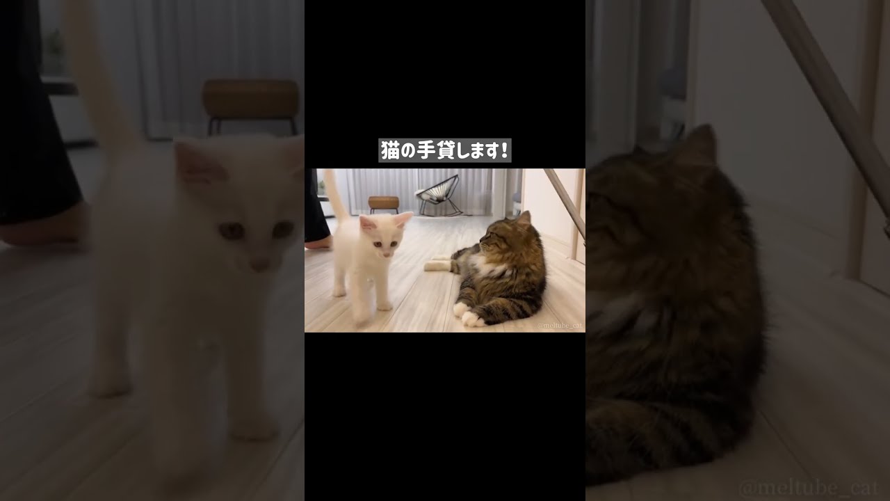 お掃除を手伝ってくれる子猫… #shorts
