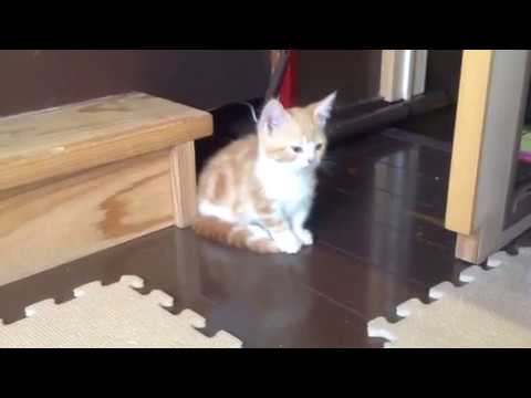 アメリカンカールとマンチカンの子猫キンカロー