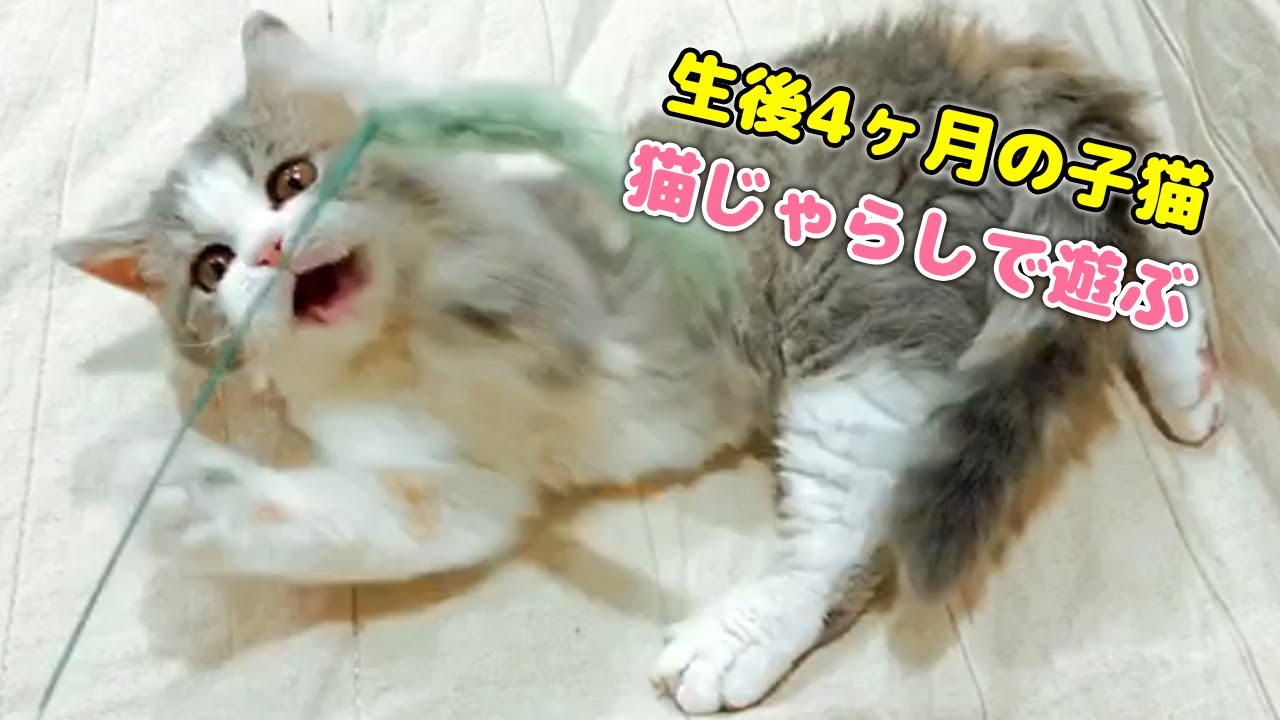 【子猫】全エネルギーを猫じゃらしに注ぐ子猫が可愛い...！【セルカークレックス】