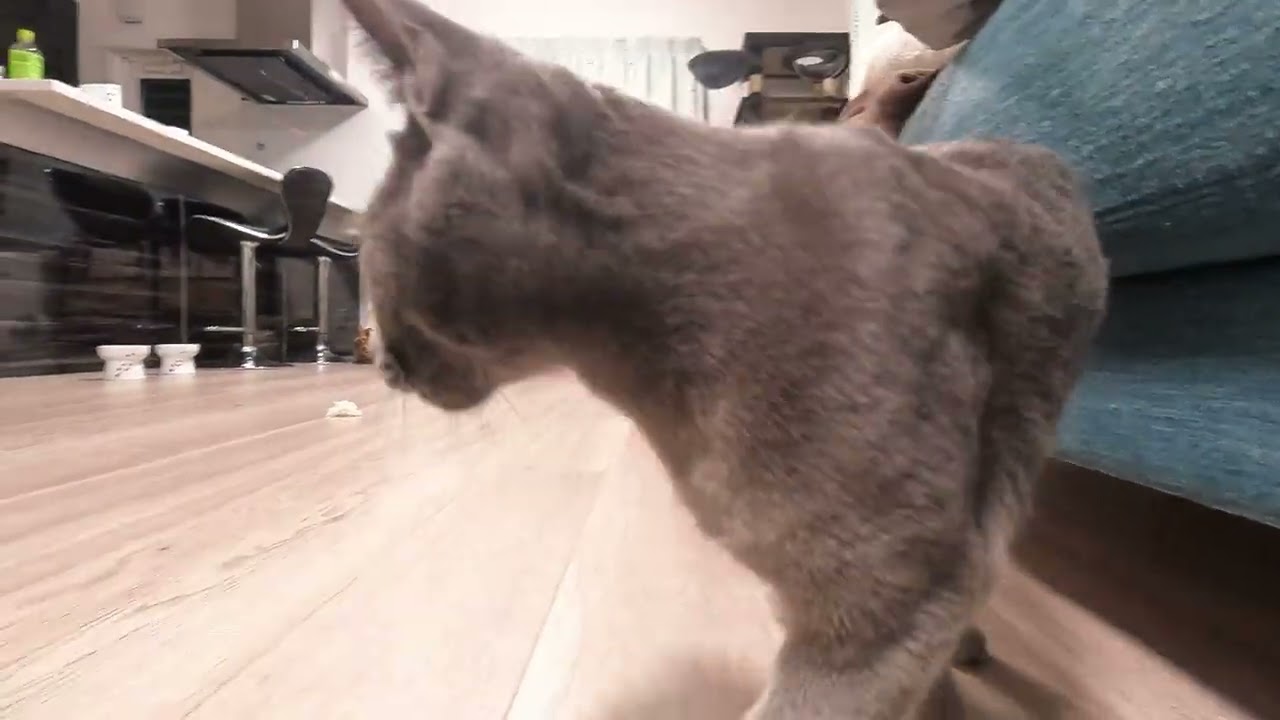 夢中でママと猫じゃらしで遊ぶロシアンブルー猫がかわいすぎる