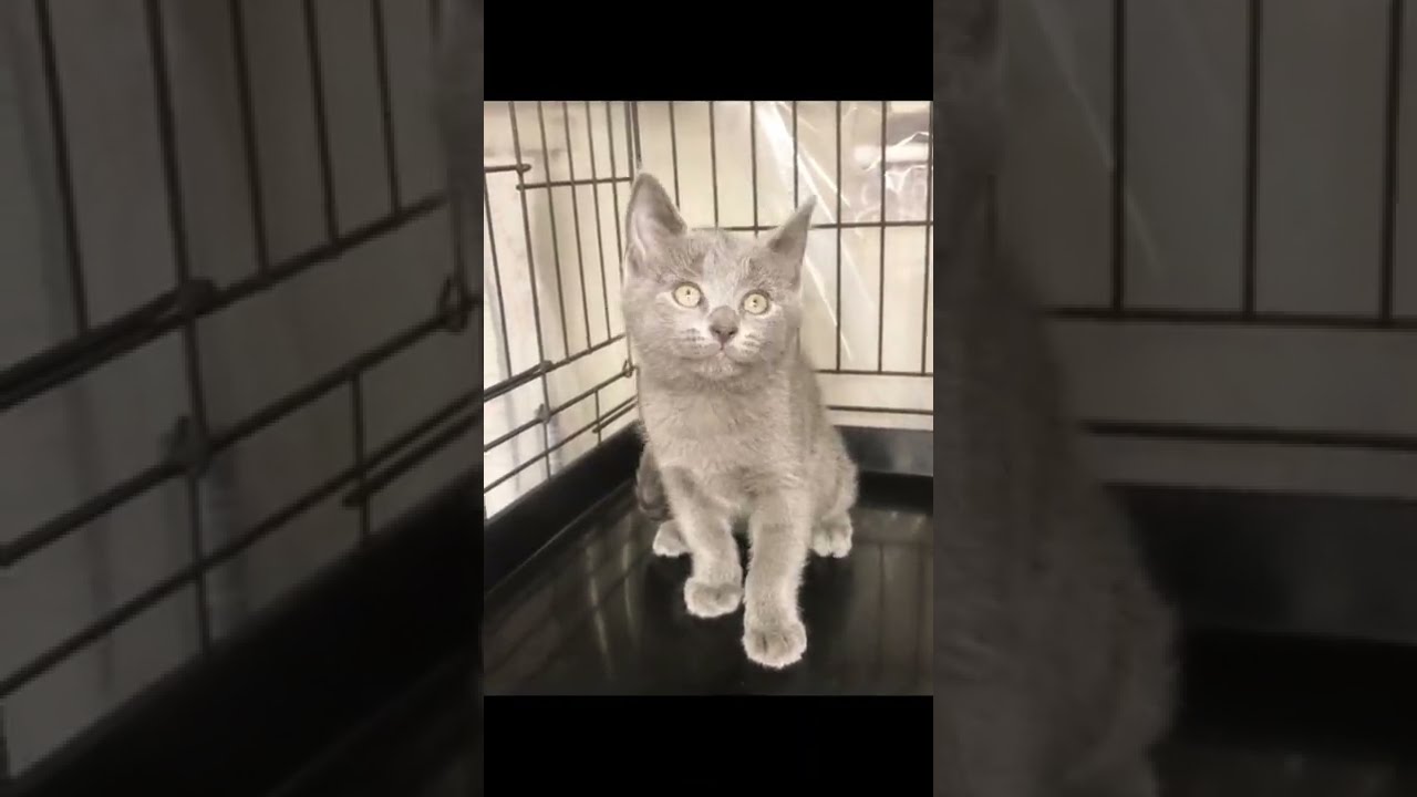 シャルトリュー😸　通常販売子猫ちゃん🐈　アゴはネコ