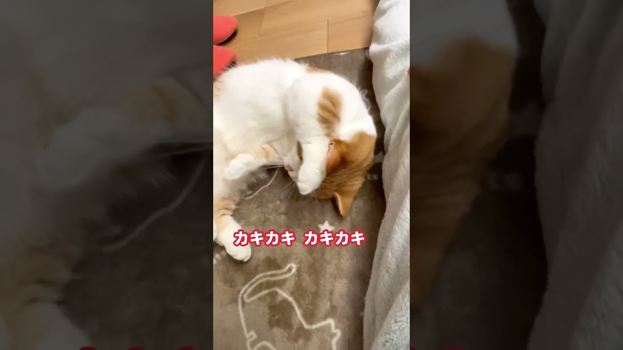 耳が痒いねこ【短足マンチカン】