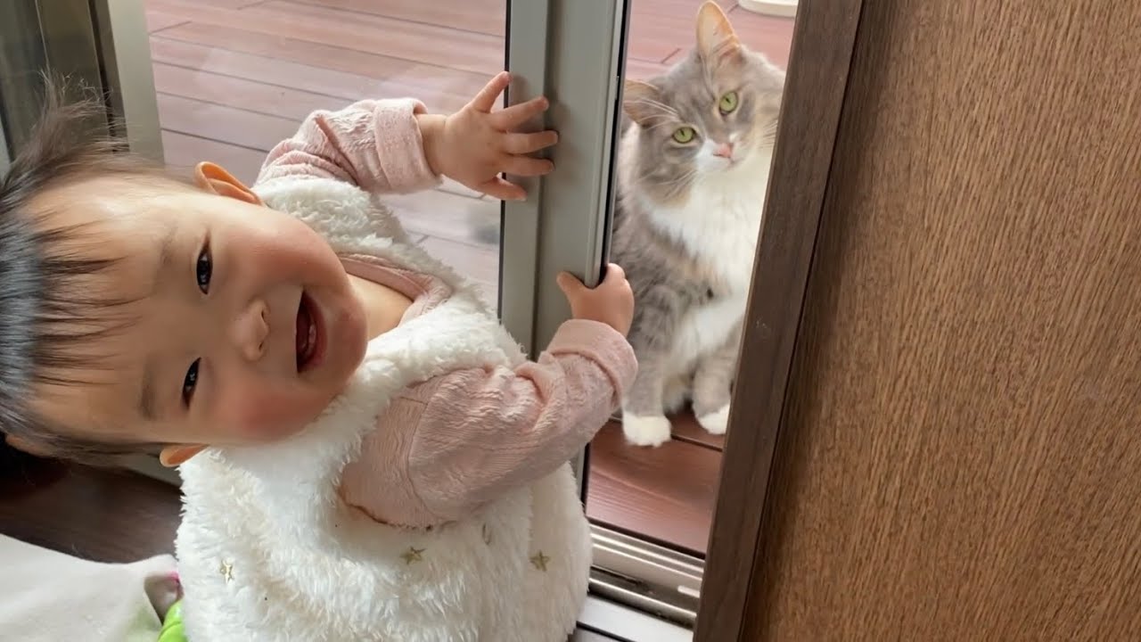 毛布に潜り込む猫　ラガマフィンA cat hiding in a blanket. Ragamuffin.