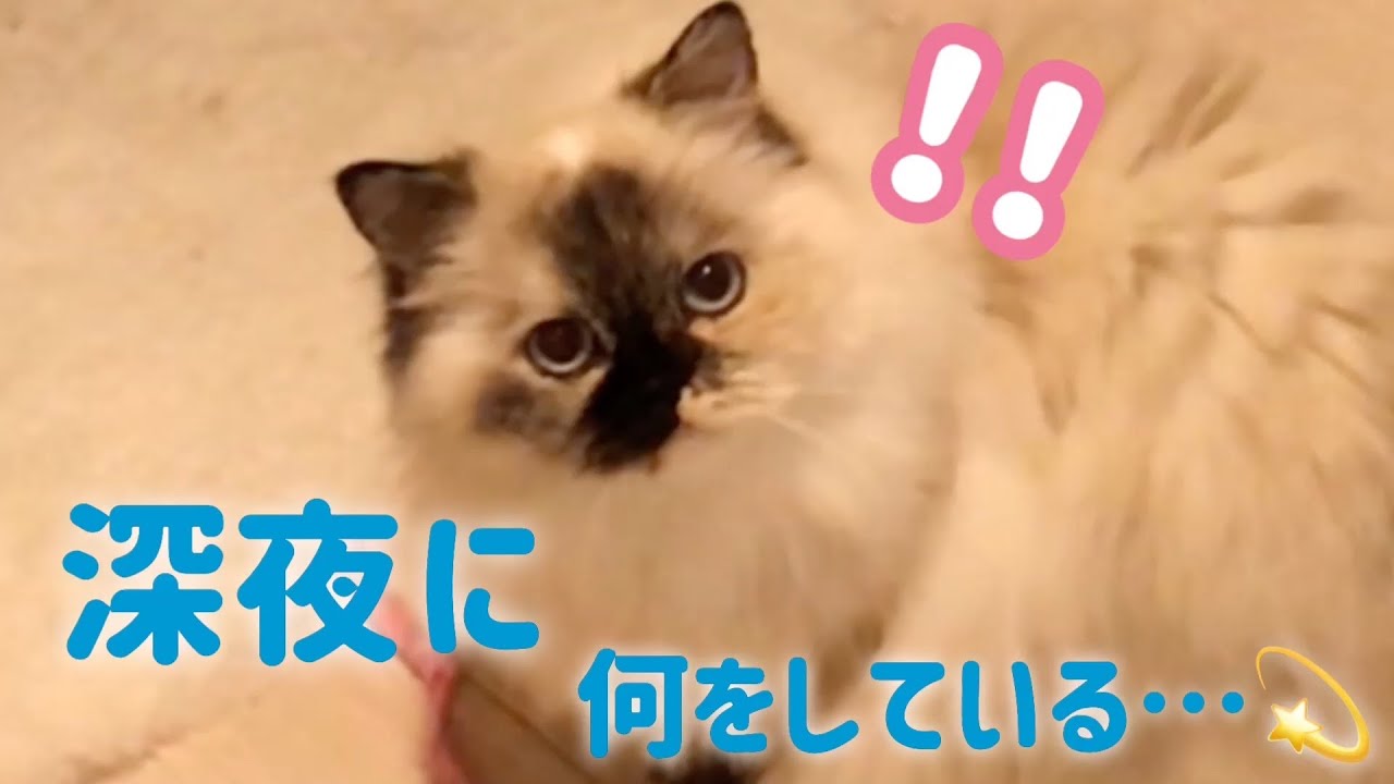 寝静まった夜に、奴は動き出す…。【モフ猫ヒマラヤン】