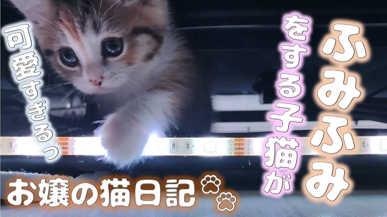 可愛すぎるふみふみをする子猫【お嬢の猫日記 / OJO- CAT DAILY】